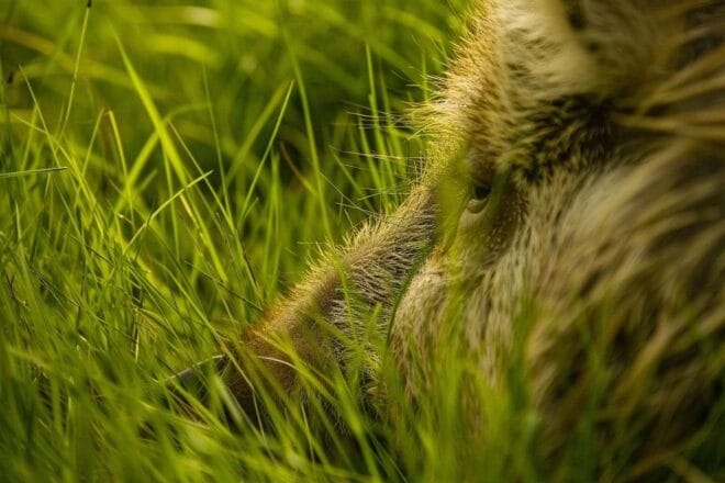 Image d'illustration. Gros plan sur le pelage d un sanglier