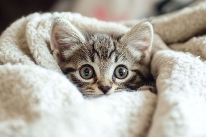 Chaton joueur sous une couverture douillette