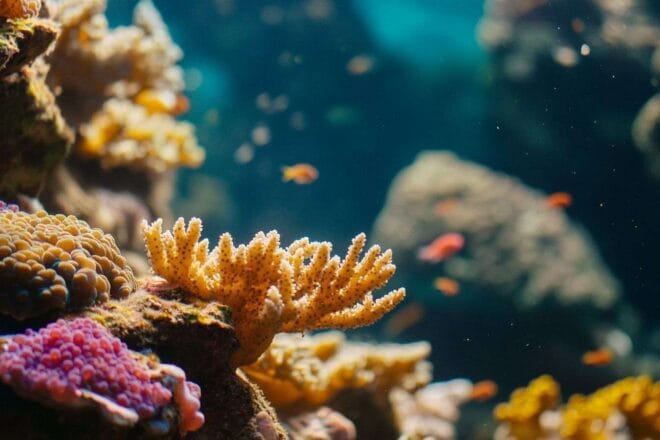 Gros plan d un récif corallien en mutation