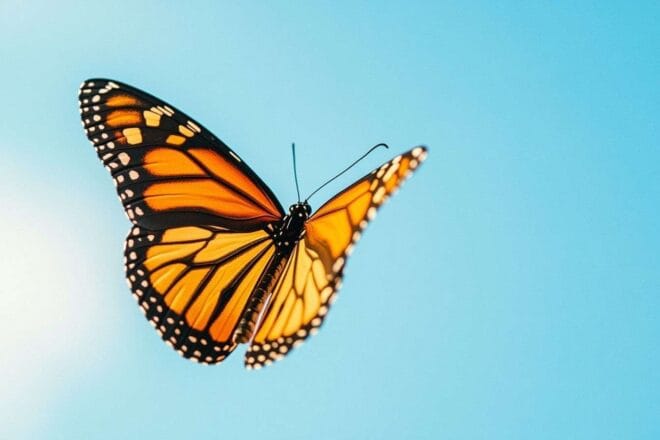 Papillon en vol gracieux